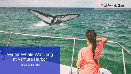 Winter Whale Watching at Ventura Harbor