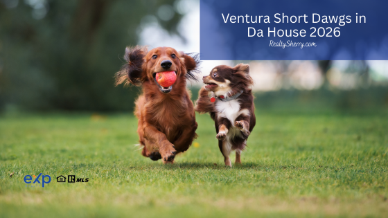 Internet sensation Rowdy the Skateboarding Dachshund hosts her very first Ventura Short Dawgs in Da House races at Ventura Harbor Village.